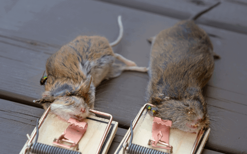 5 Ways To Keep Mice Out Of Your Camper Or RV Naturally